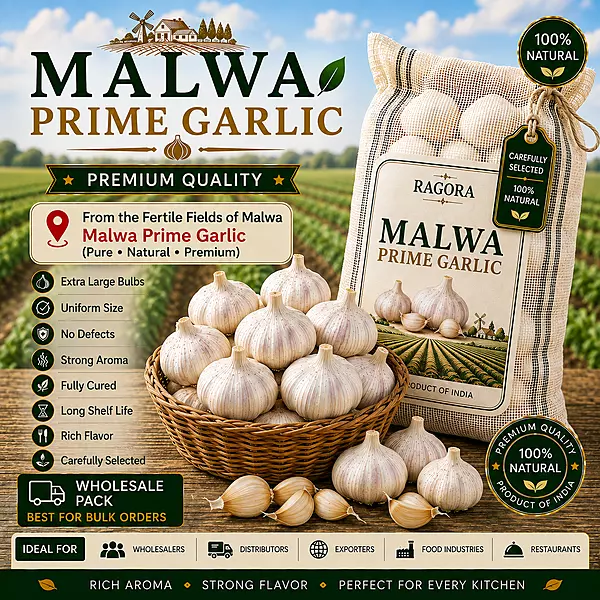 Malwa Prime Garlic Wholesale