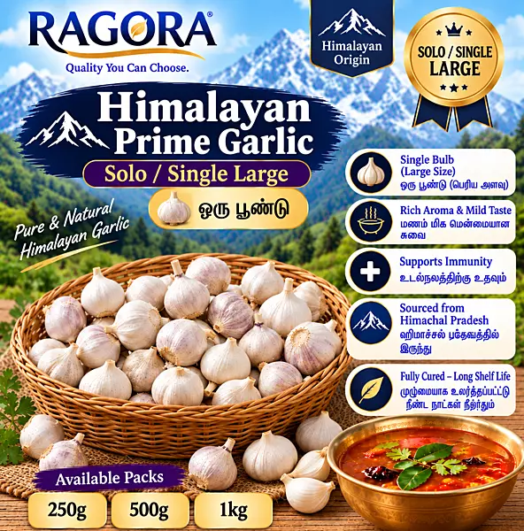 Himalayan Prime (ஒரு பூண்டு) Solo/Single Large