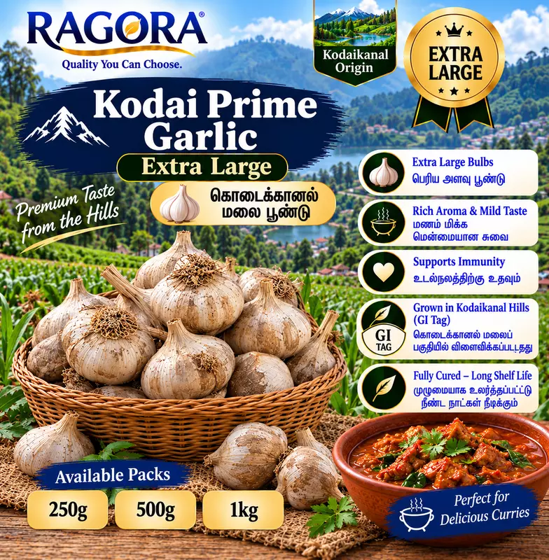 Kodai Prime (கொடைக்கானல் மலை பூண்டு) Extra Large