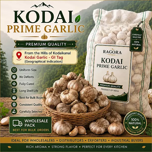 Kodai Prime Garlic Wholesale