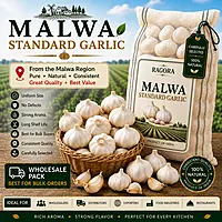Malwa Standard Garlic Wholesale