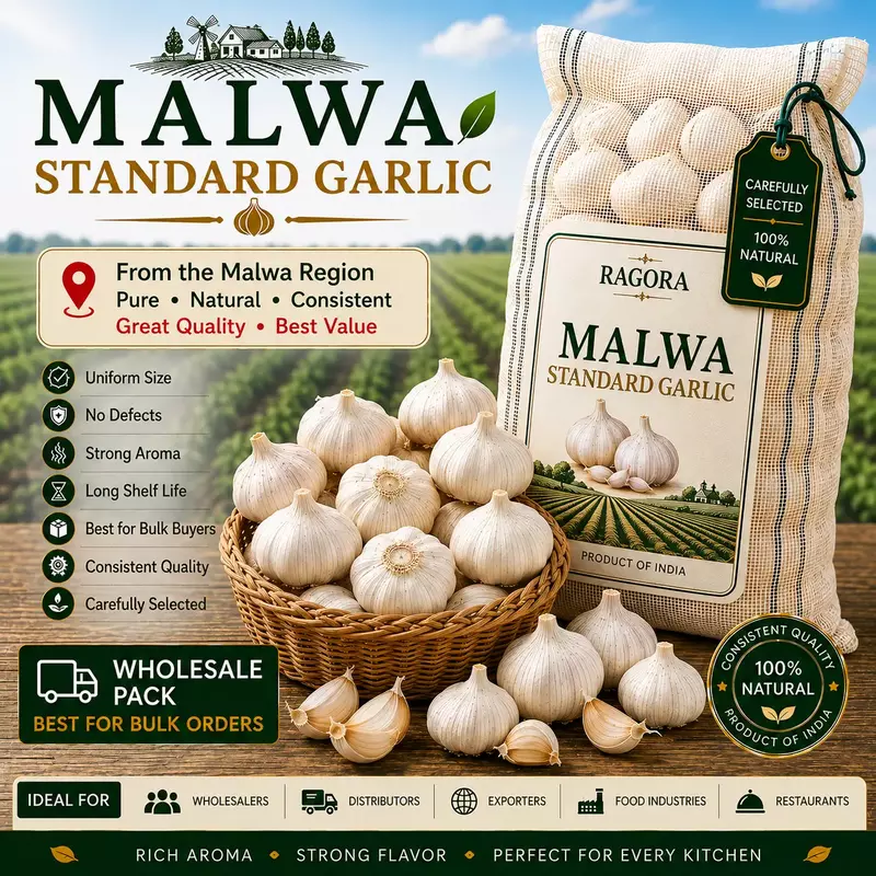Malwa Standard Garlic Wholesale