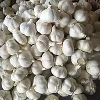 Malwa Standard Garlic Wholesale