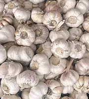 Himalayan Prime Garlic - Test