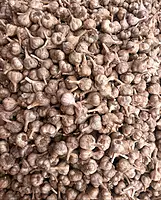 Kodai Prime Garlic-1