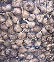 Kodai Prime Garlic-1