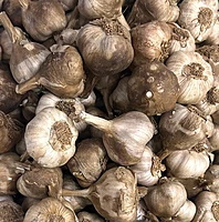 Kodai Prime Garlic - Test 1