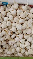 Malwa Standard Garlic Wholesale