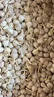 Malwa Standard Garlic Wholesale