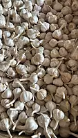 Malwa Standard Garlic Wholesale
