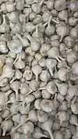 Malwa Standard Garlic Wholesale
