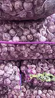 Himalayan Standard Garlic Wholesale